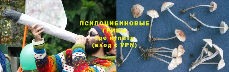 Псилоцибиновые грибы Psilocybine cubensis  Железноводск 